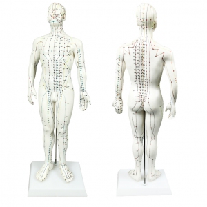 樂(lè)康醫(yī)療器械_上海新成針灸經(jīng)穴模型50cm XC-503A